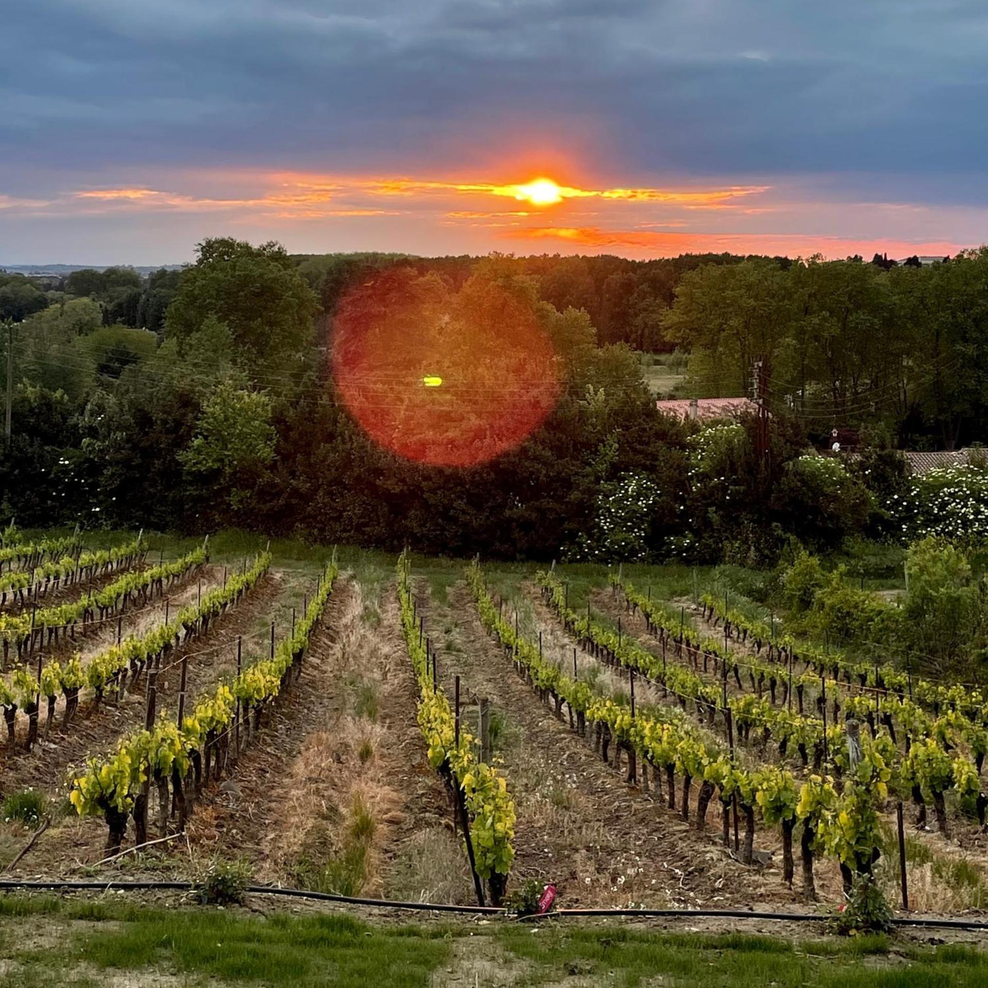 L'Ecrin De La Cite, Coeur De Vignes - Vivez Une Experience Inoubliable ! Carcassonne Exterior foto